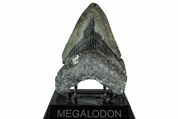 Fossil Megalodon Tooth - North Carolina #349348
